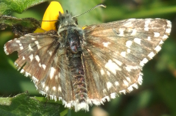 Pyrgus armoricanus - maybe or maybe not?! Pyrgus sp. e Pyrgus alveus